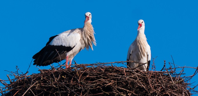 Ooievaars in Schoonrewoerd